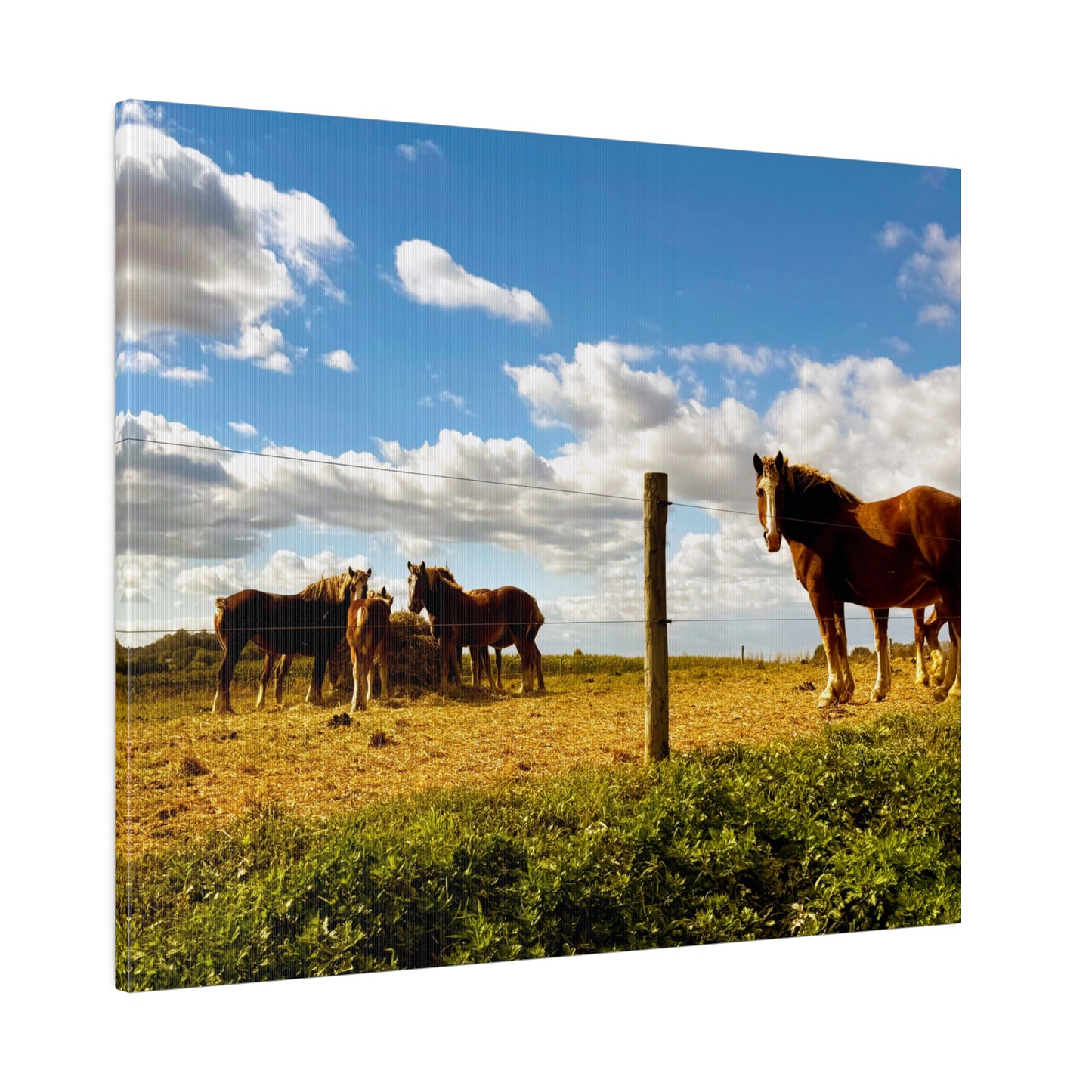 A Horizontal Canvas Photo Print of - Horses in a Pennsylvania Dutch Field.