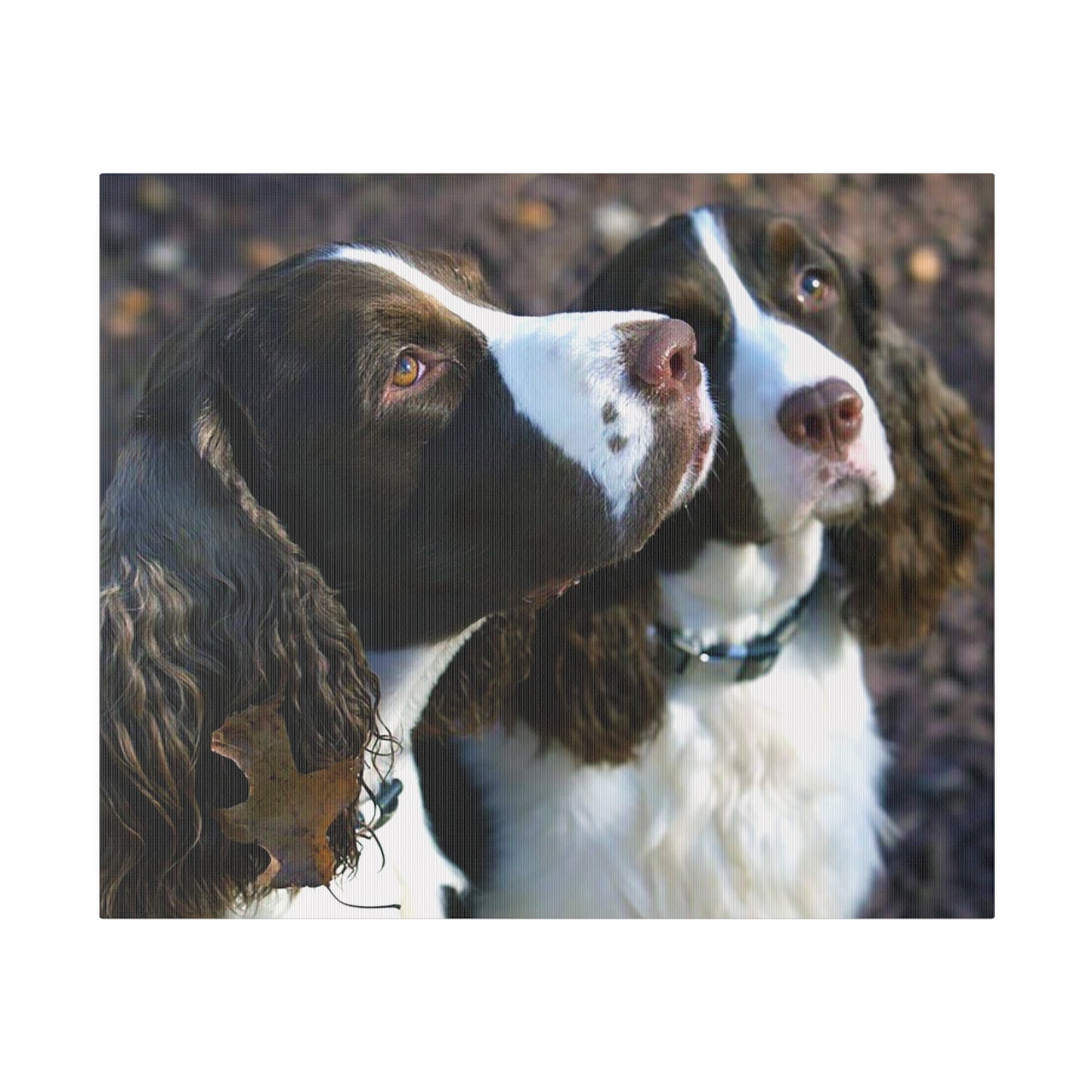 A Horizontal Canvas Photo Print of - George and Gracie, English Springer Spaniels.