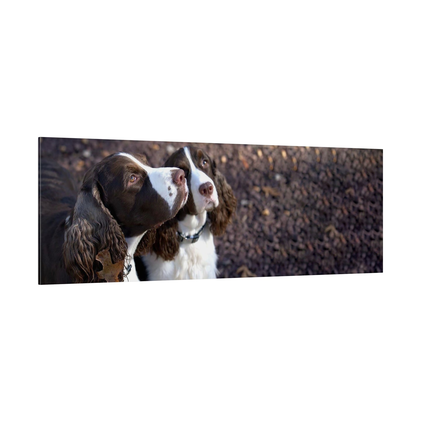 A Horizontal Canvas Photo Print of - George and Gracie, English Springer Spaniels.