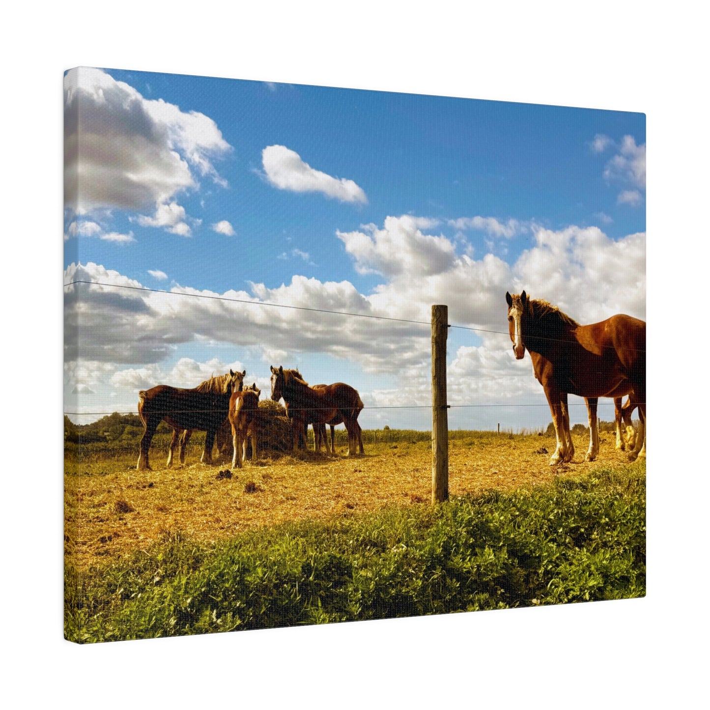 A Horizontal Canvas Photo Print of - Horses in a Pennsylvania Dutch Field.