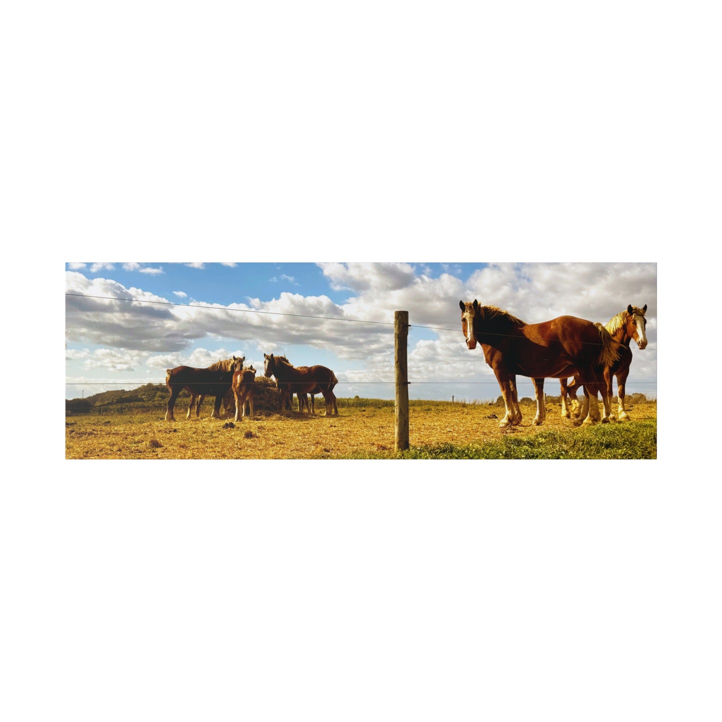 A Horizontal Canvas Photo Print of - Horses in a Pennsylvania Dutch Field.