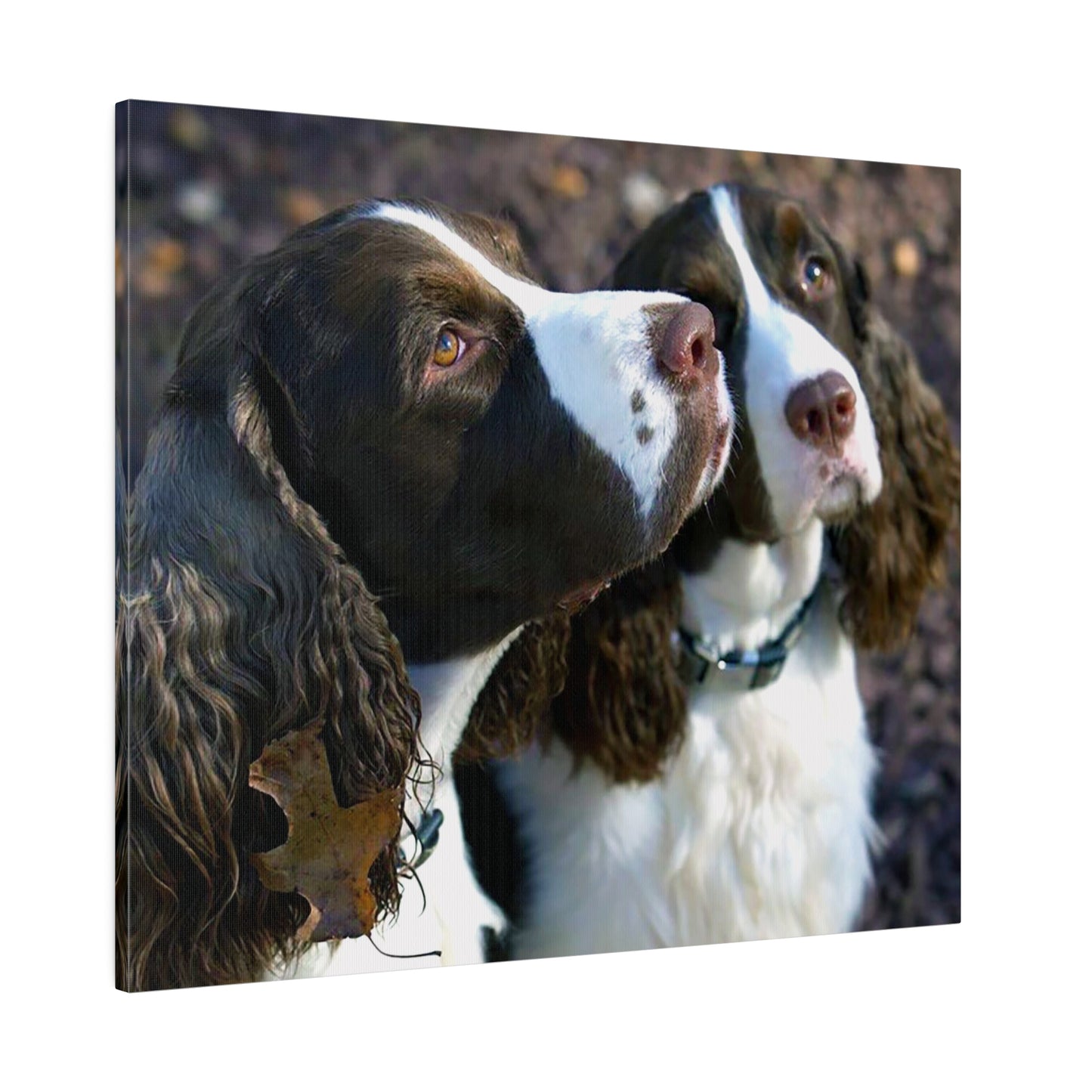 A Horizontal Canvas Photo Print of - George and Gracie, English Springer Spaniels.