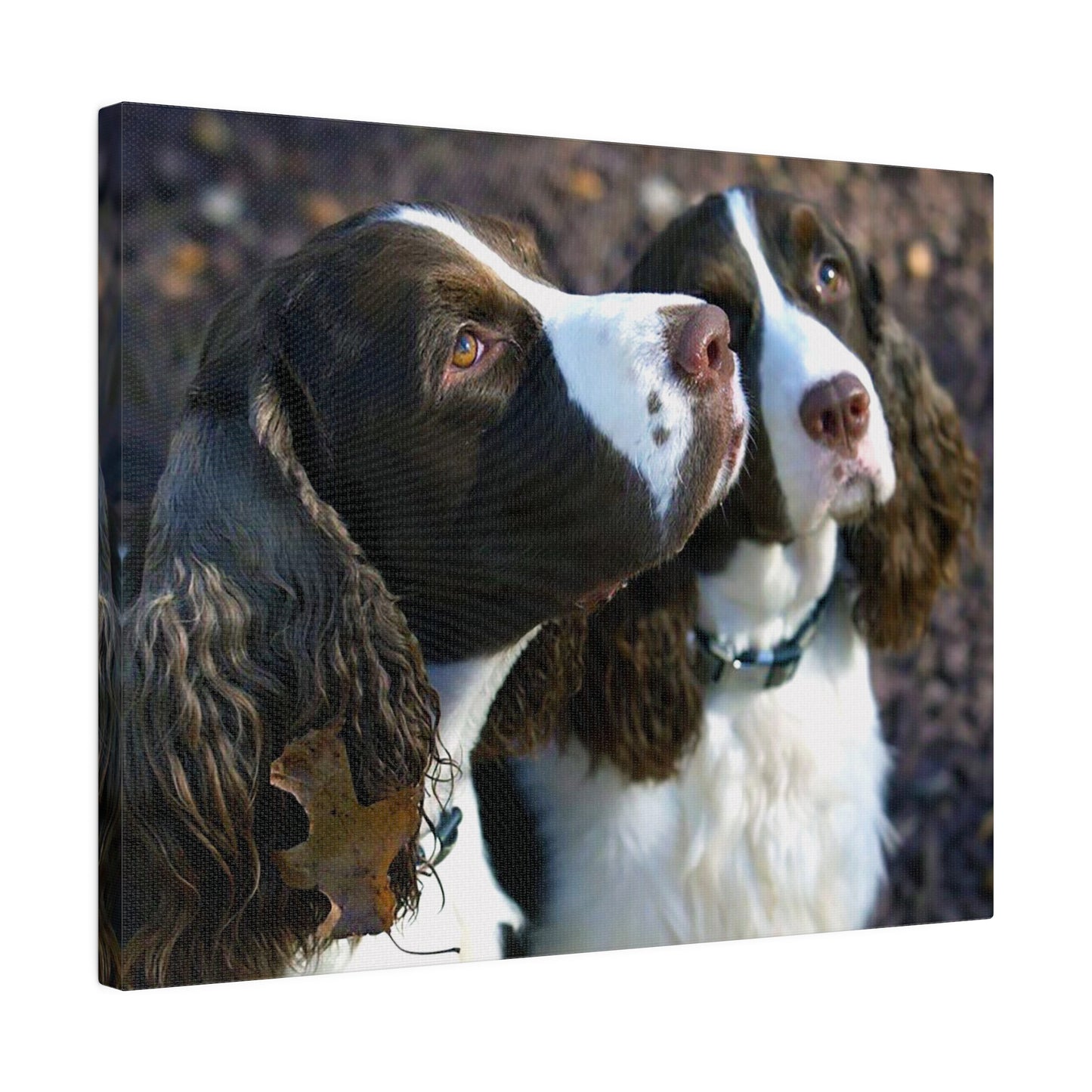 A Horizontal Canvas Photo Print of - George and Gracie, English Springer Spaniels.