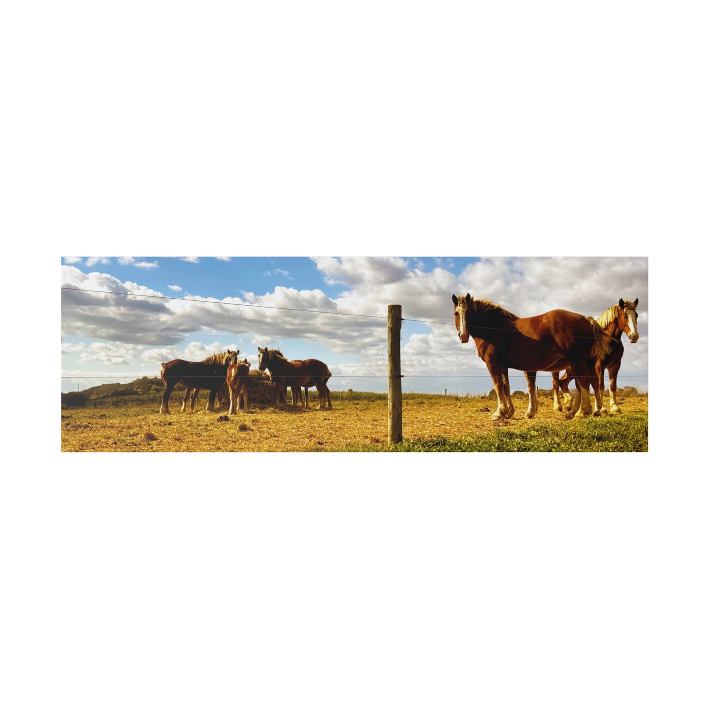 A Horizontal Canvas Photo Print of - Horses in a Pennsylvania Dutch Field.