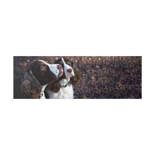 A Horizontal Canvas Photo Print of - George and Gracie, English Springer Spaniels.