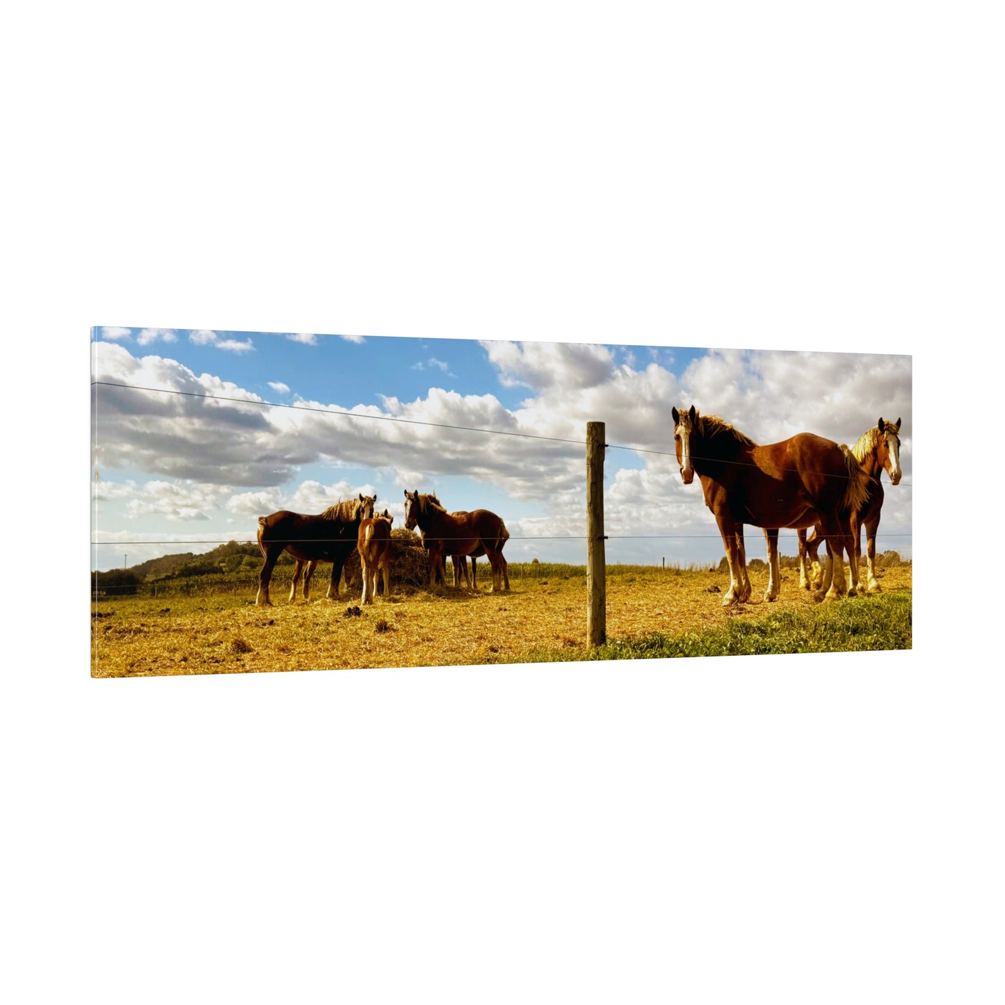 A Horizontal Canvas Photo Print of - Horses in a Pennsylvania Dutch Field.