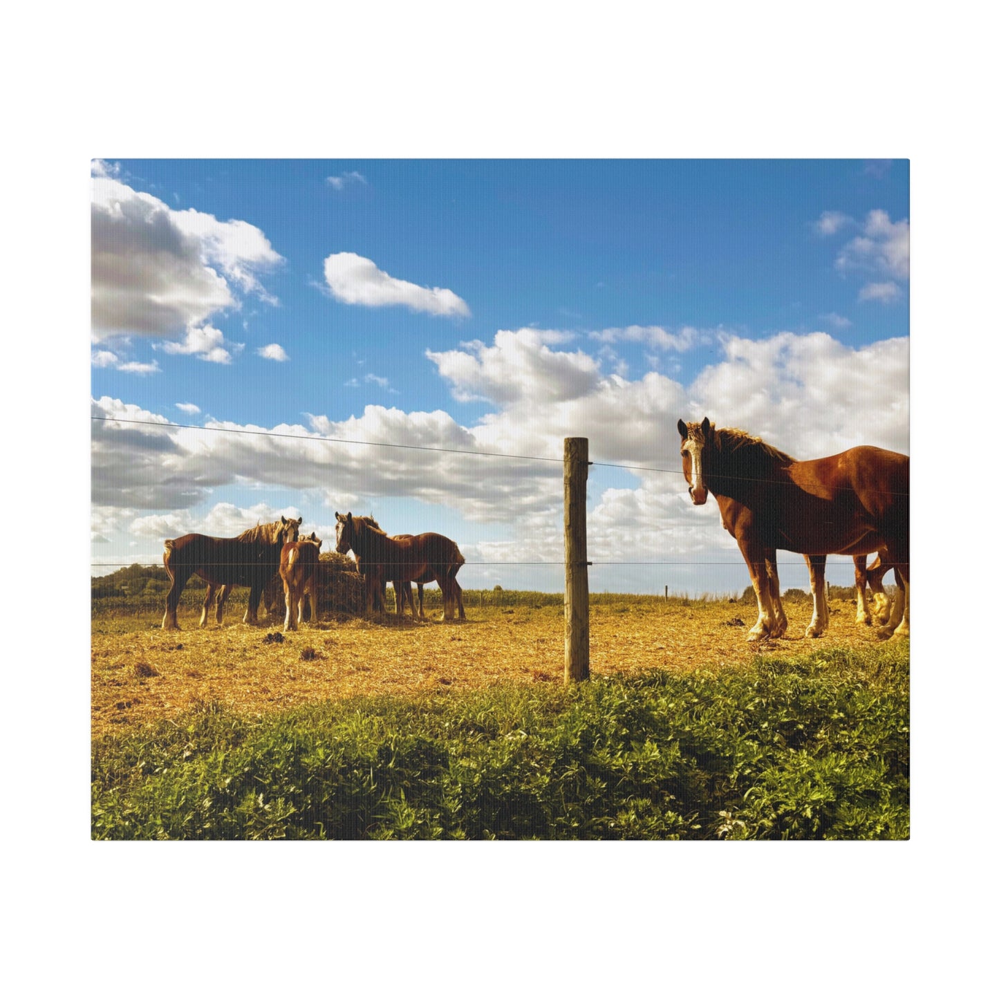 A Horizontal Canvas Photo Print of - Horses in a Pennsylvania Dutch Field.